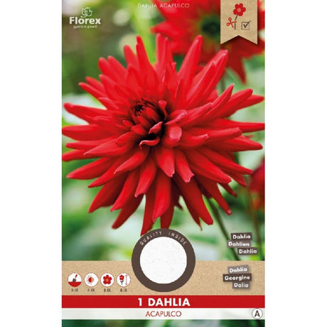 dahlia bloembol kopen