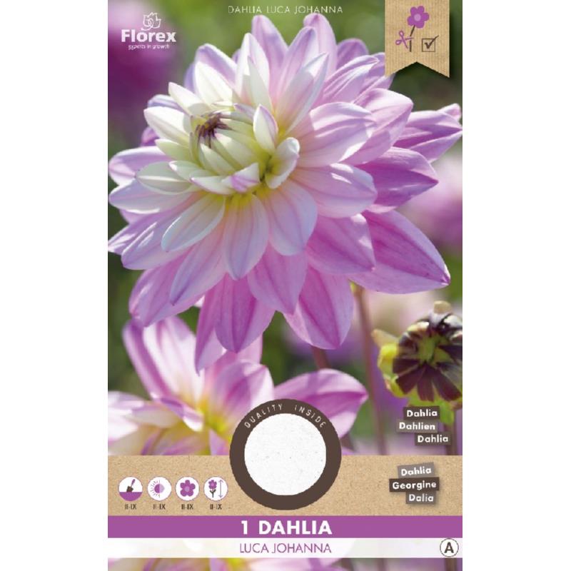 dahlia bloembol kopen