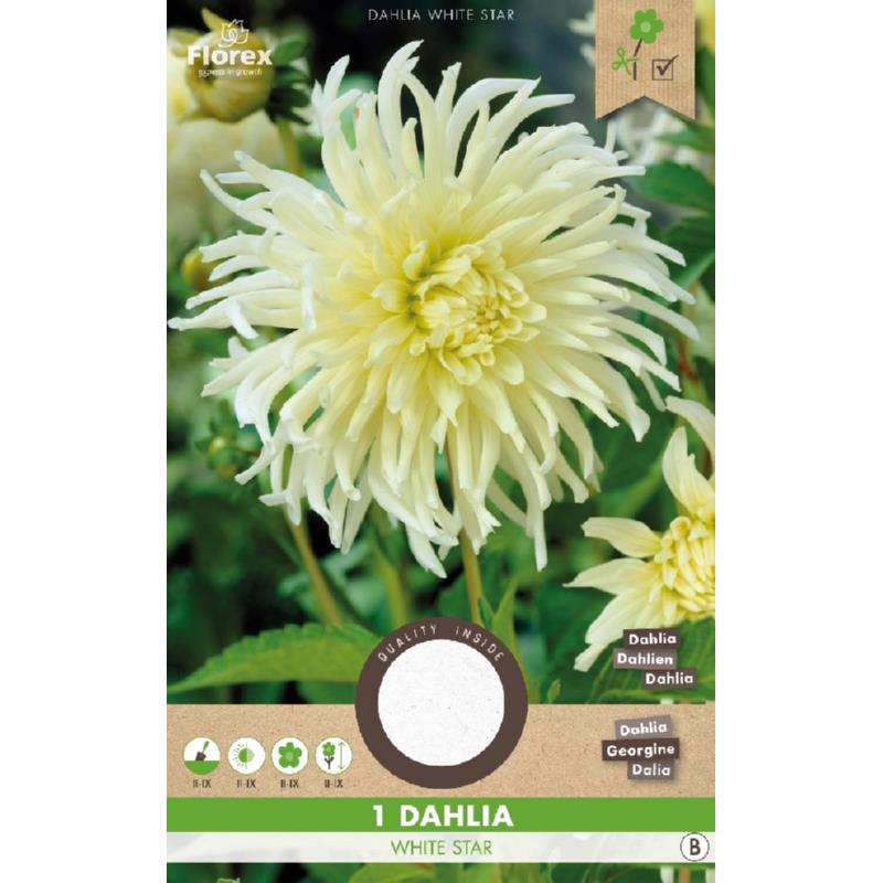 dahlia bloem bollen kopen