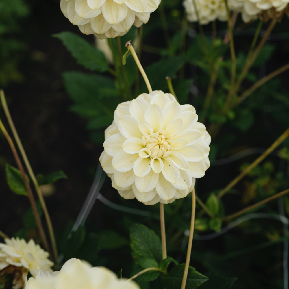 Dahlia - Caramel Antique