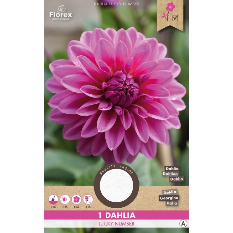 dahlia bloembollen kopen