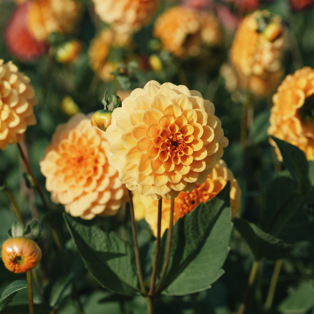 Dahlia - Golden Scepter