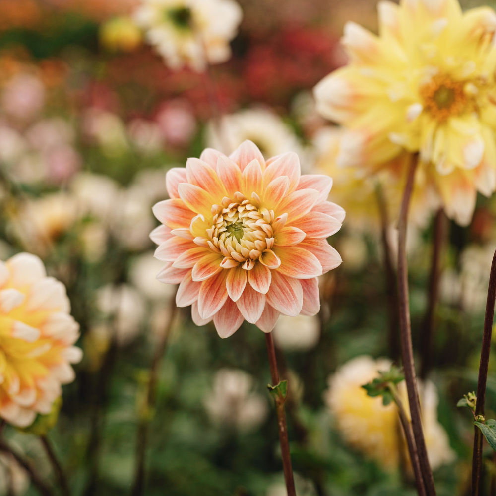 Dahlia - Peaches and Cream