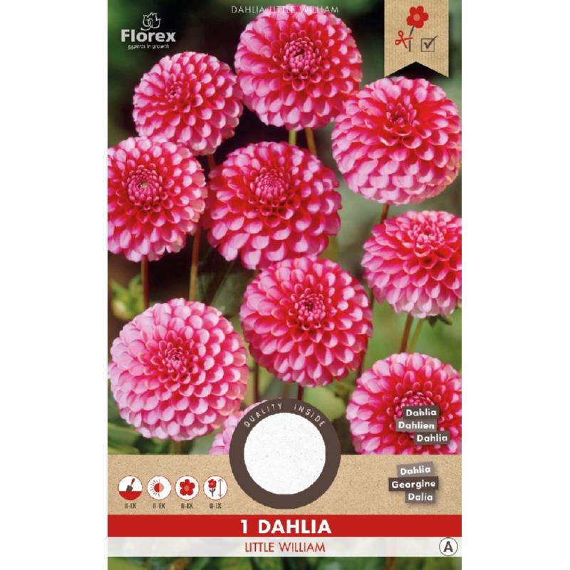 Dahlia Pompon Little William Rood/wit 1 bol