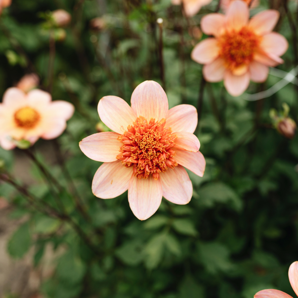 Dahlia - Totally Tangerine