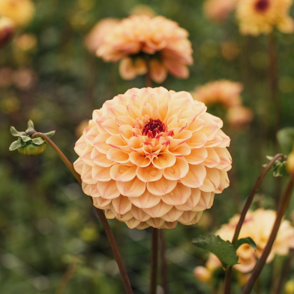 Dahlia - Yellow Jill