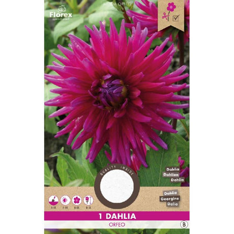 Dahlia knollen kopen