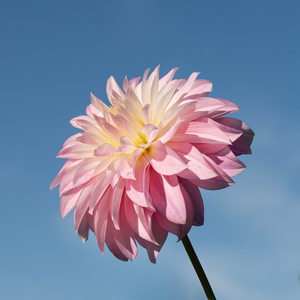 Dahlia 'Alloway Candy'