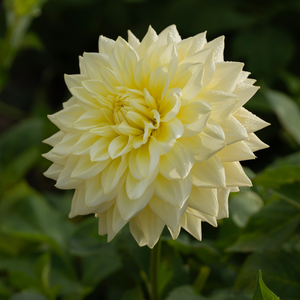 Dahlia 'Alva's Supreme'