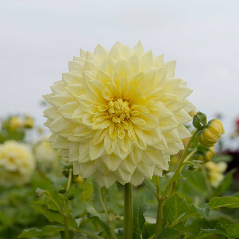 Dahlia 'Alva's Supreme'