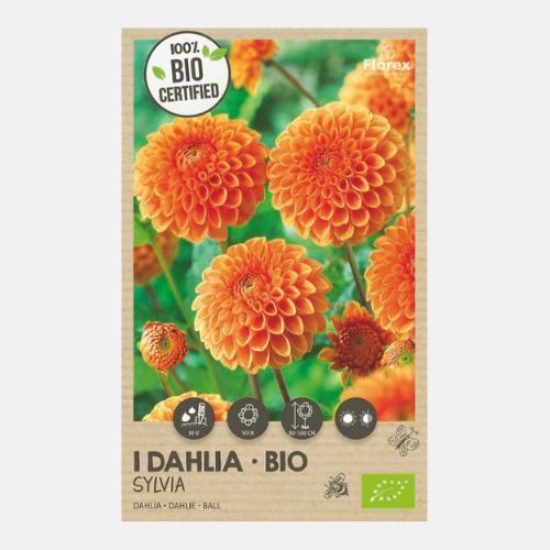 Boule de Dahlia 'Sylvia' BIO