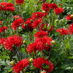 Dahlia 'Bergers Record'