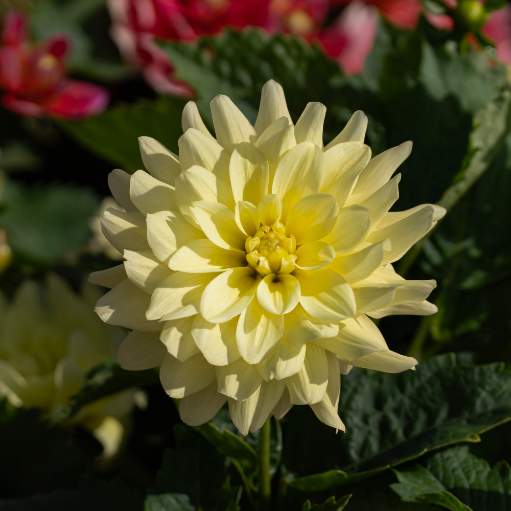 Dahlia 'Berliner Lemon'