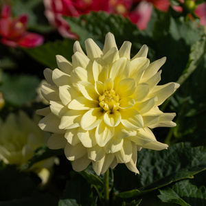 Dahlia 'Berliner Lemon'