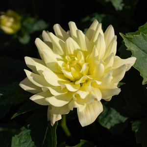 Dahlia 'Berliner Lemon'