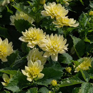 Dahlia 'Berliner Lemon'