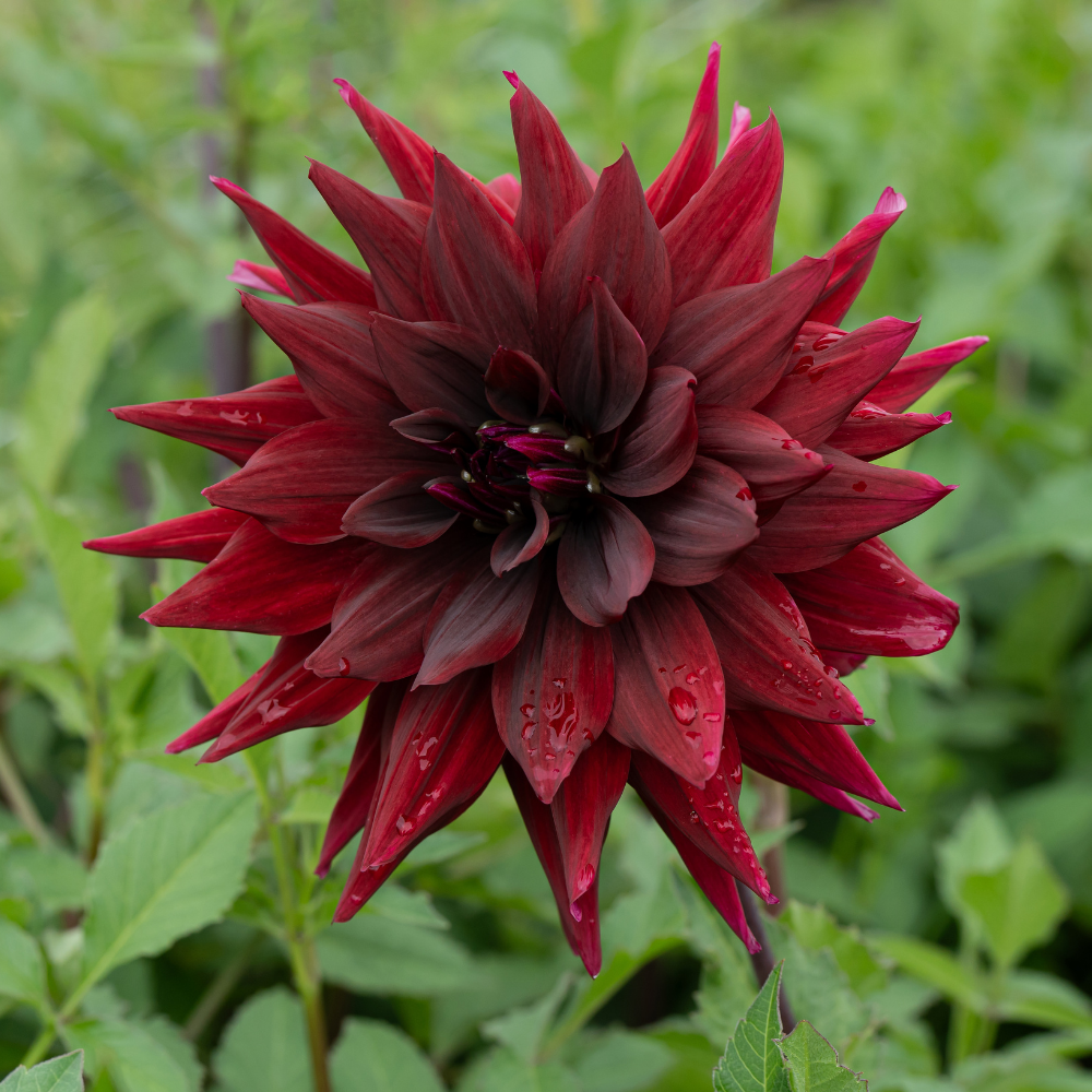 Dahlia 'Brigitta Alida'