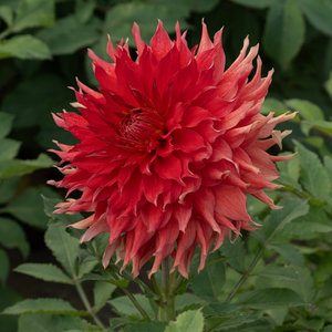 Dahlia 'Bryn Terfell'