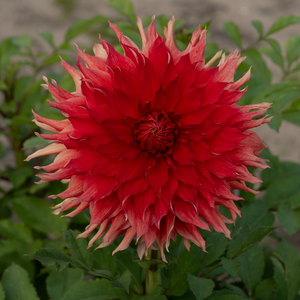 Dahlia 'Bryn Terfell'