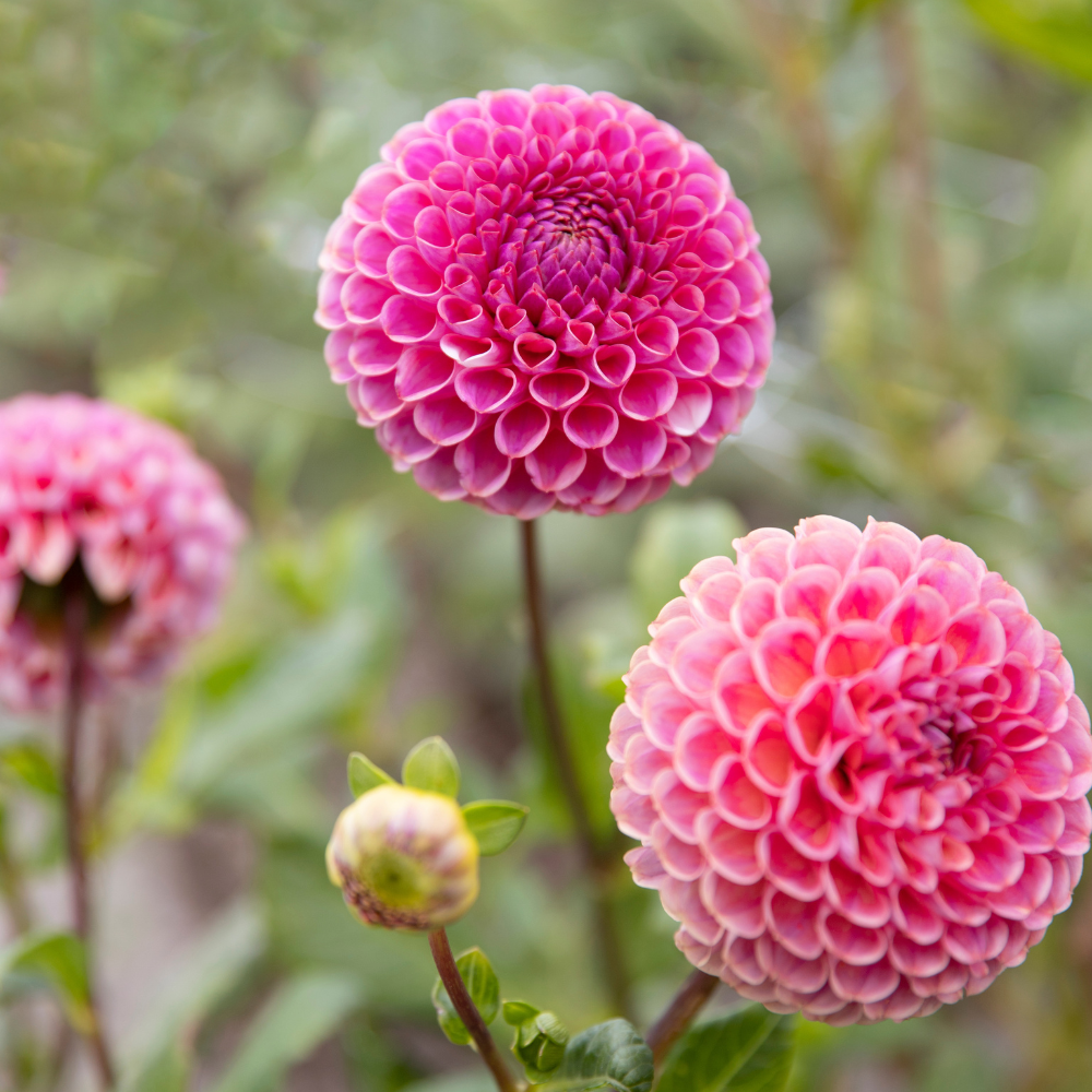 Dahlia pakket XXXXL pakket (met al onze 56 soorten)