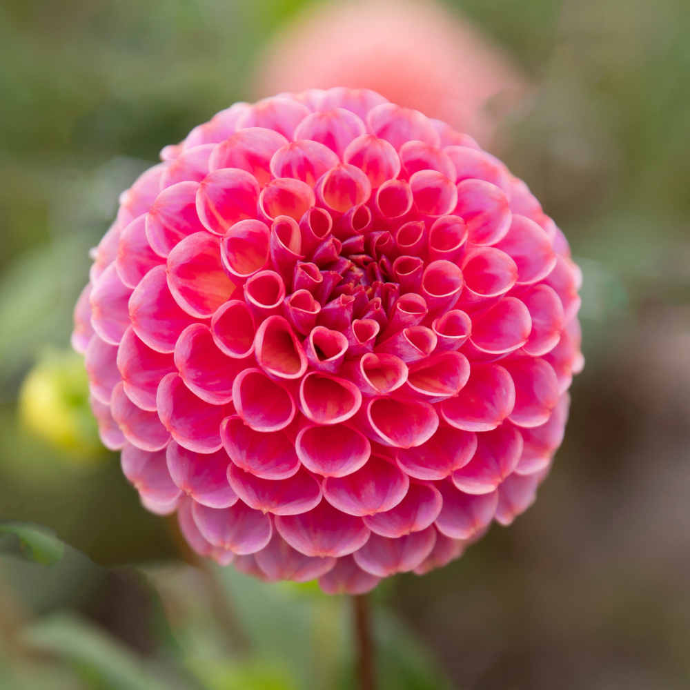 Dahlia 'Caitlin's Joy'