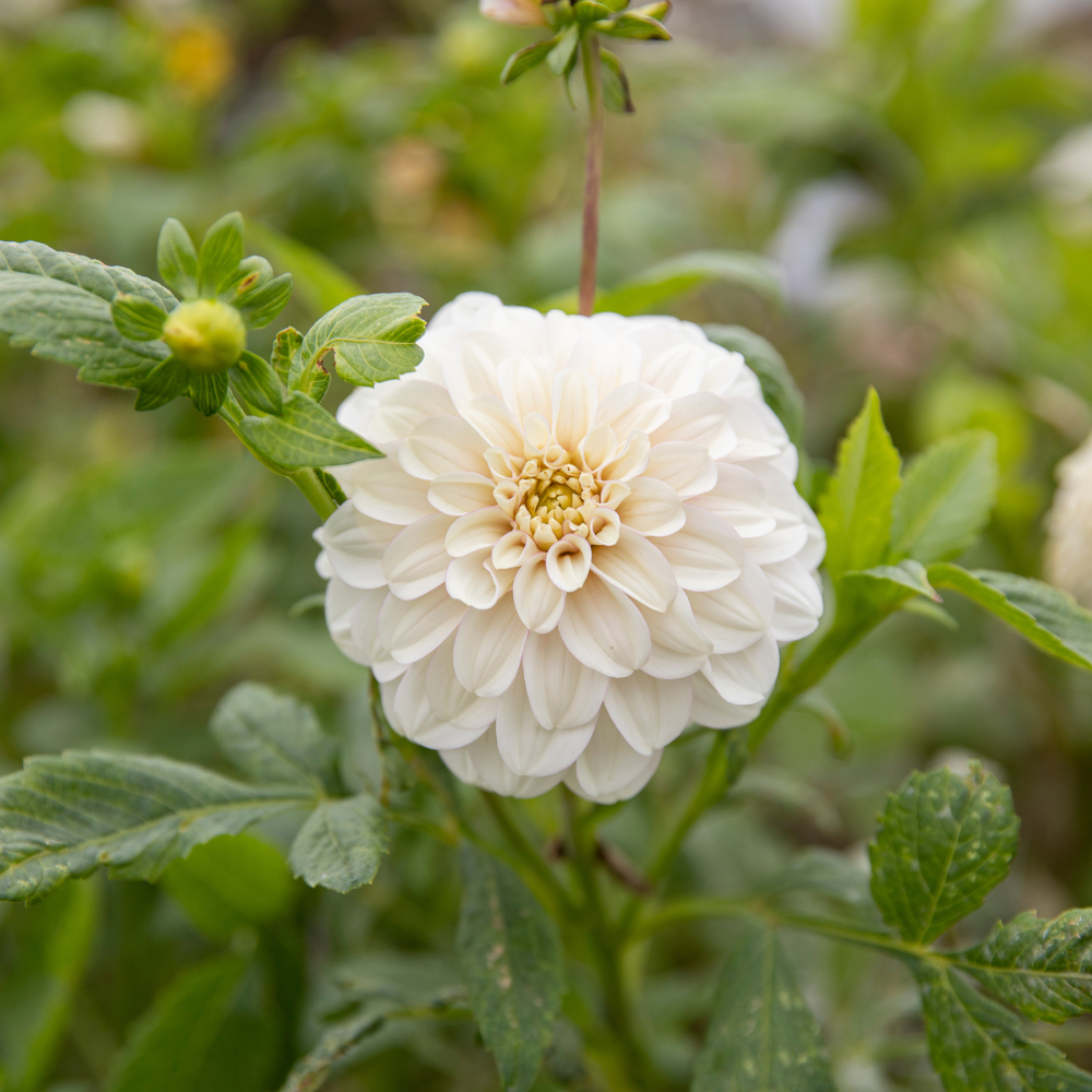 Dahlia 'Christo'
