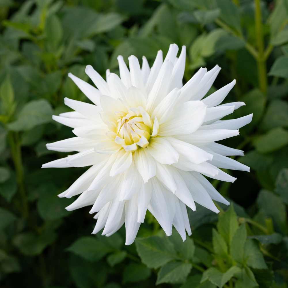 Dahlia 'Clearview Eddie'