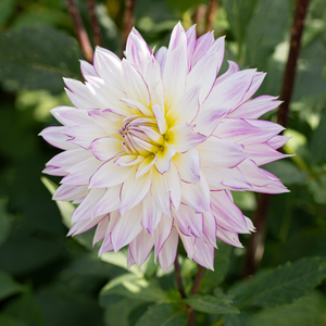 Dahlia 'Crazy Love'
