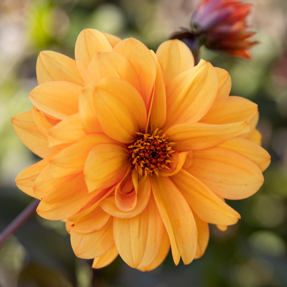 Dahlia 'David Howard' BIO