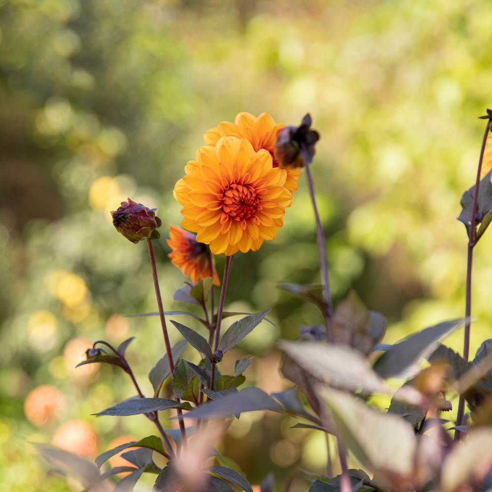 Dahlia 'David Howard' BIO