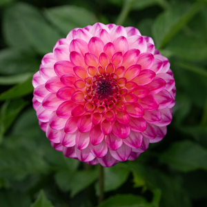 Dahlia 'Discovery'