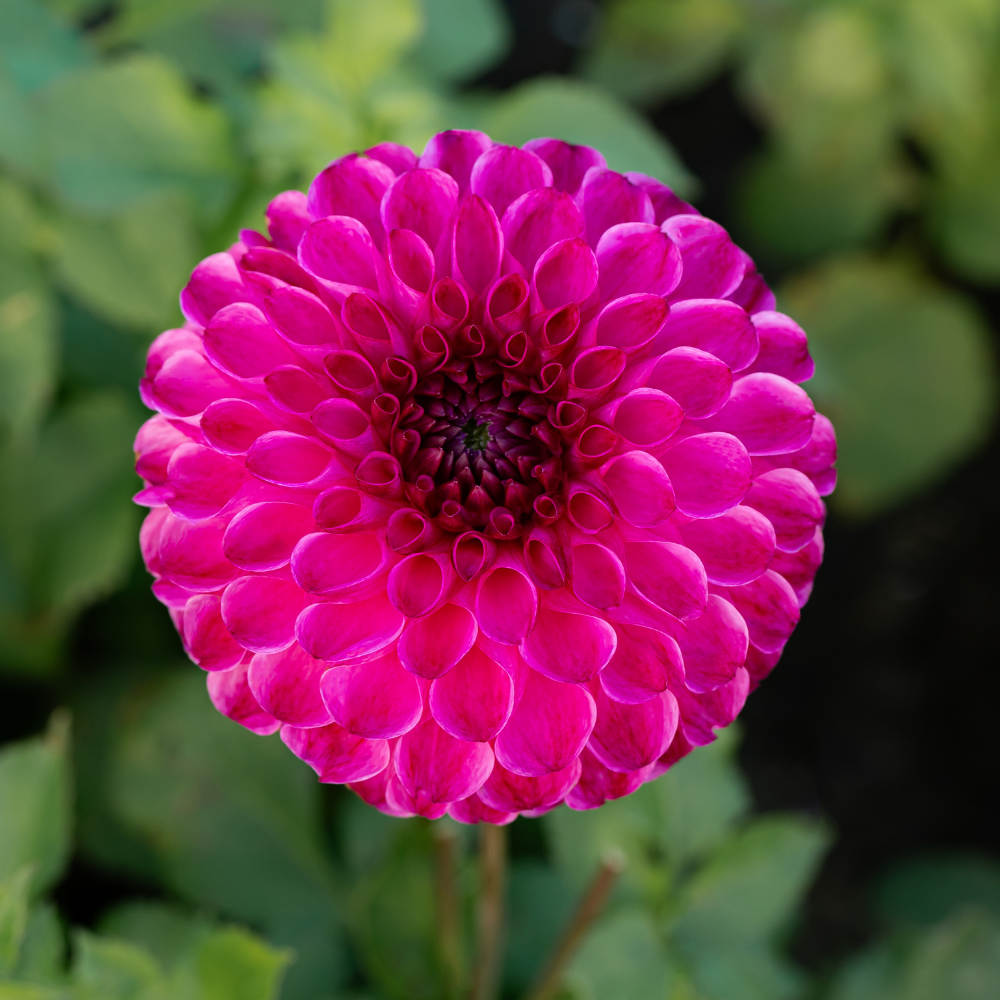 Dahlia 'Dorothy Rose'