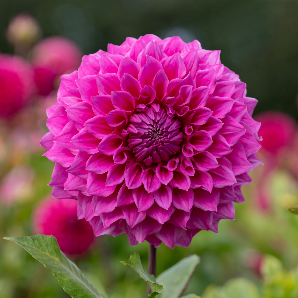 Dahlia 'Elma Elizabeth'