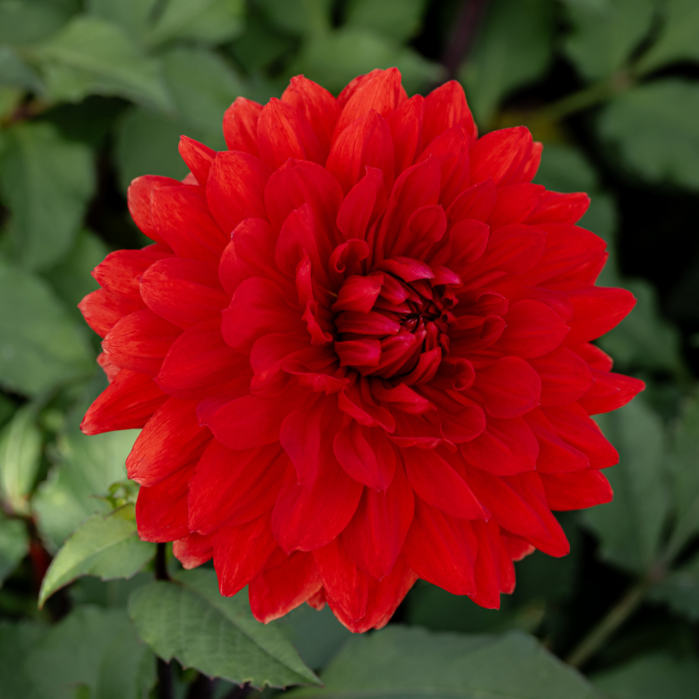 Dahlia 'Garden Wonder'