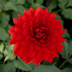 Dahlia 'Garden Wonder'