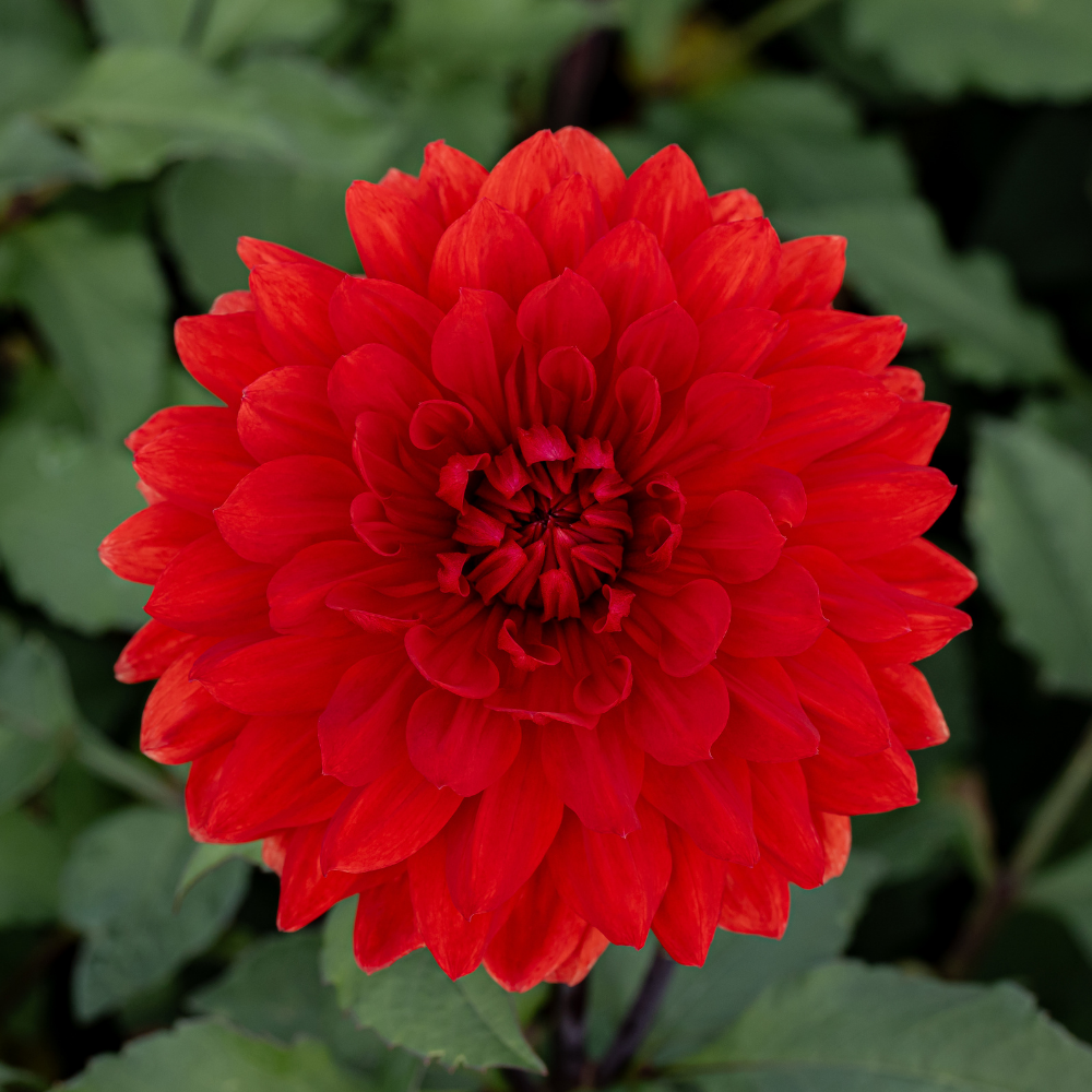 Dahlia 'Garden Wonder'