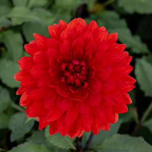 Dahlia 'Garden Wonder'