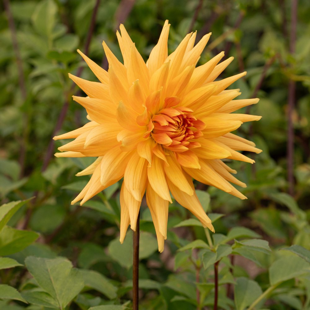 Dahlia 'Couronne d'or'