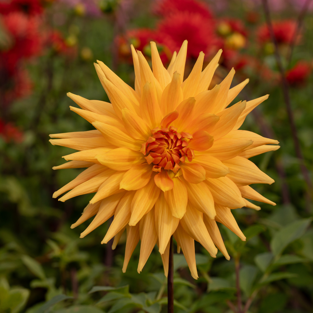 Dahlia 'Couronne d'or'