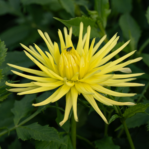 Dahlia 'Gryson Yellow Spider'