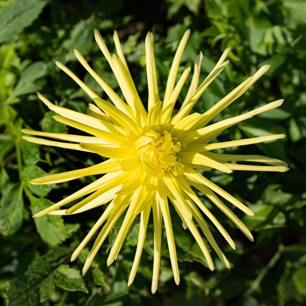 Dahlia 'Gryson Yellow Spider'