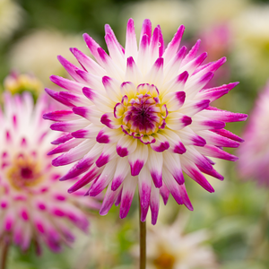 Dahlia 'Hayley Jane'