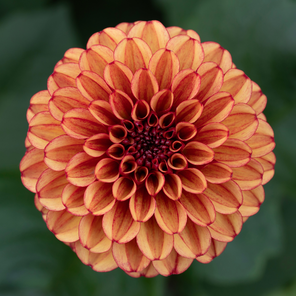Dahlia 'High Fidelity'