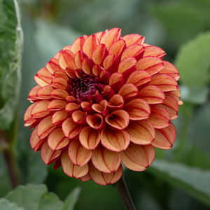 Dahlia 'High Fidelity'