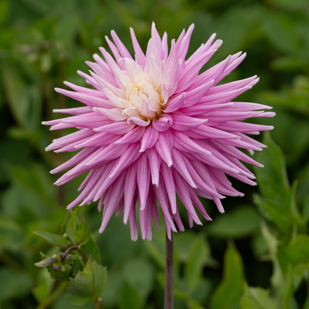 Dahlia 'Hillcrest Candy'