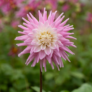 Dahlia 'Hillcrest Candy'