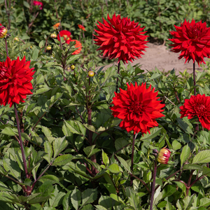 Dahlia 'Hillcrest Duncan Edwards'