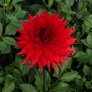 Dahlia 'Hillcrest Duncan Edwards'