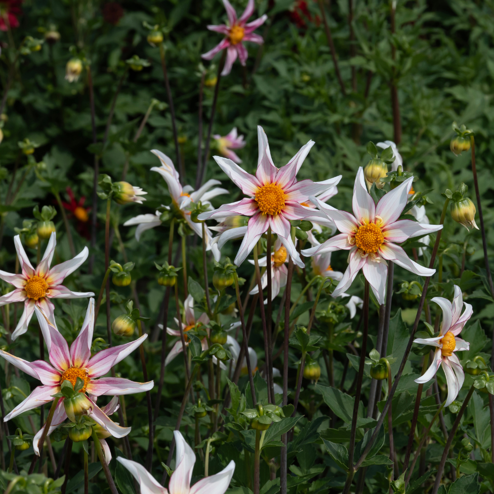 Dahlia 'Honka Fragile'