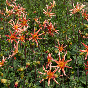 Dahlia 'Honka Oranje'